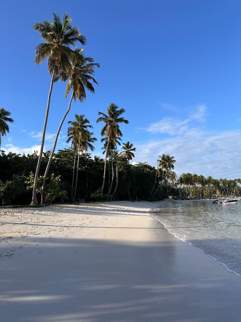 Arena blanca prístina con palmeras