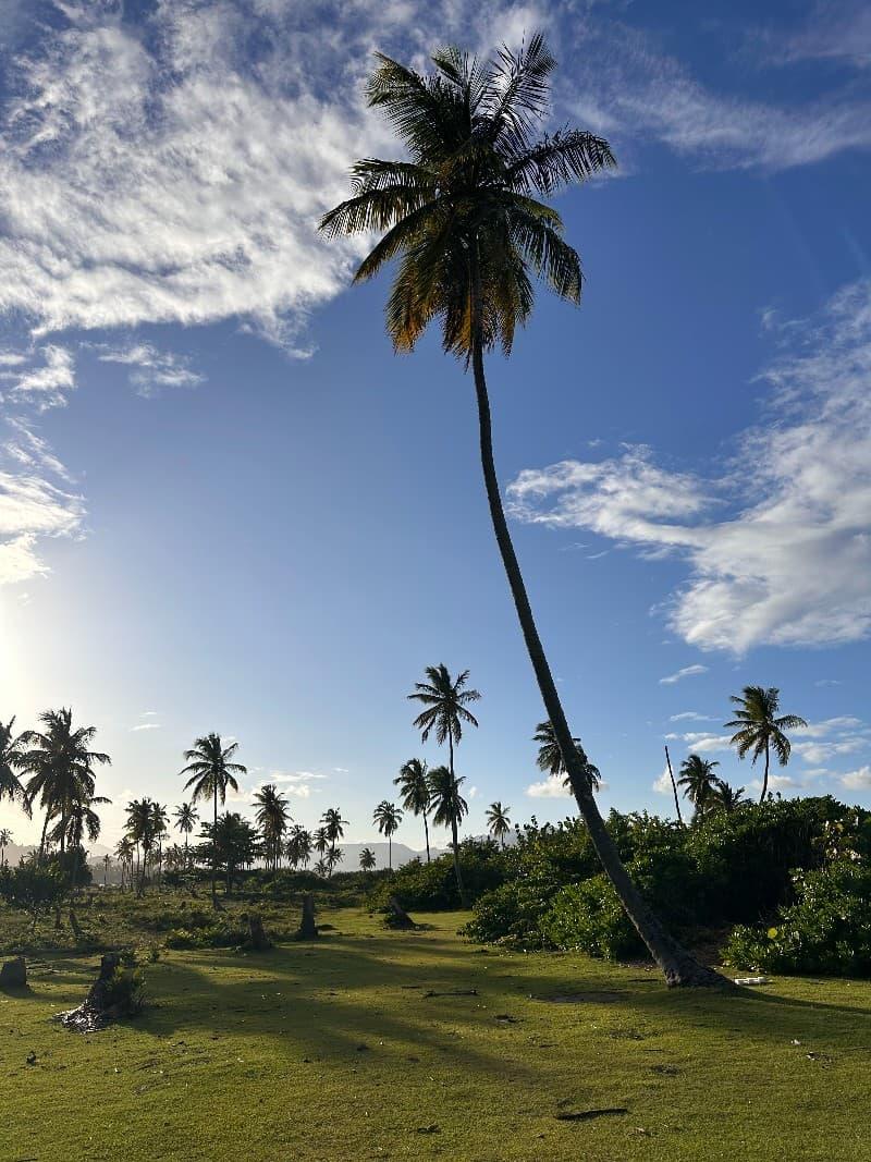 Palmera alta con cielo azul